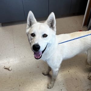 Lost Dog Found at Kansas and Grand, Seeking Owner